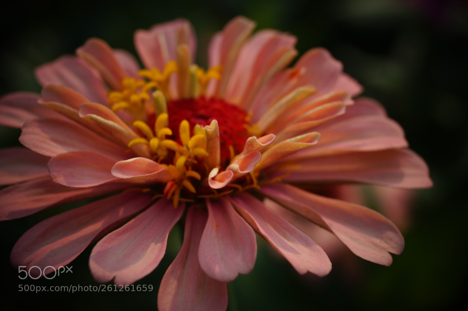 Sony SLT-A58 sample photo. Dsc photography