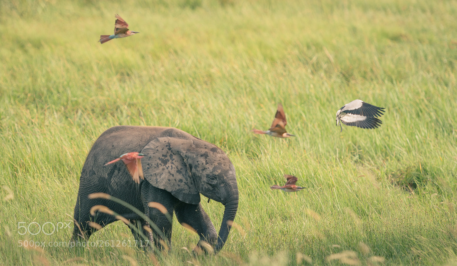 Nikon D500 sample photo. Babyelefant_birds.jpg photography