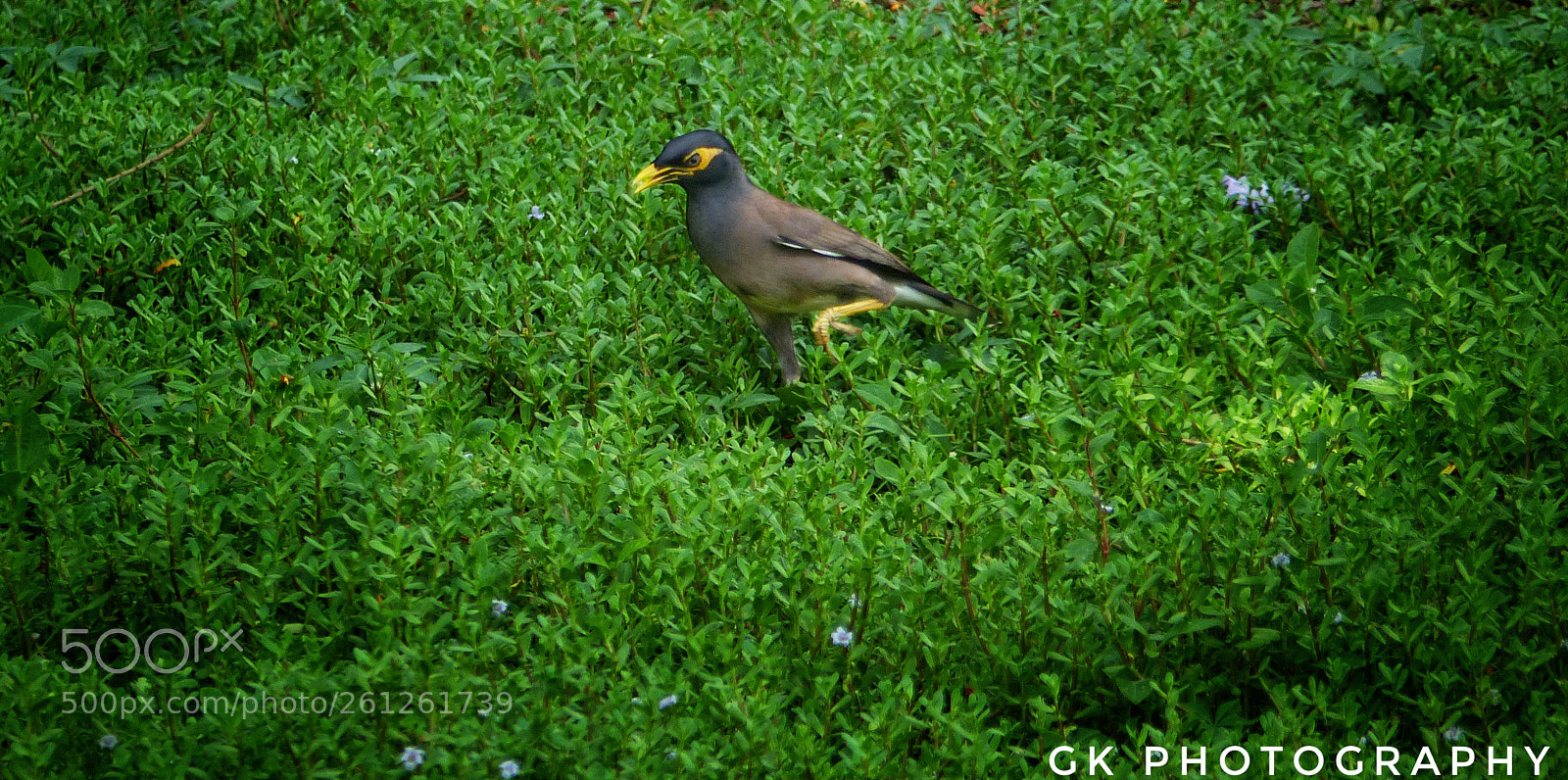 Panasonic Lumix DMC-FZ200 sample photo. Yellow side photography