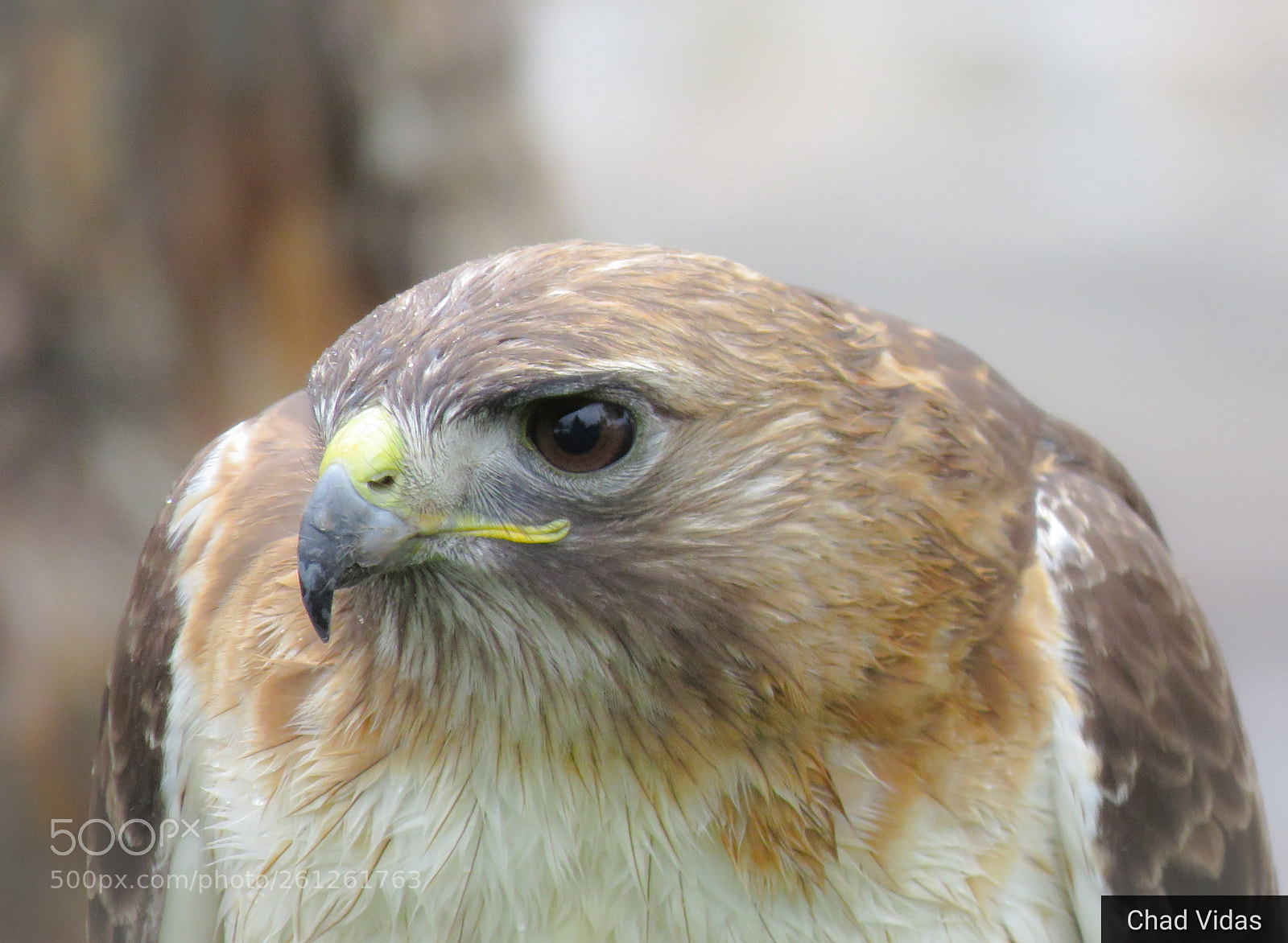 Canon PowerShot SX60 HS sample photo. Red-tail hawk photography