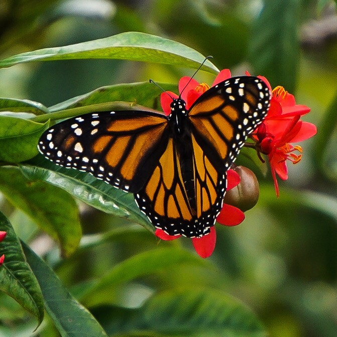 Sony a5100 sample photo. Butterfly heaven photography