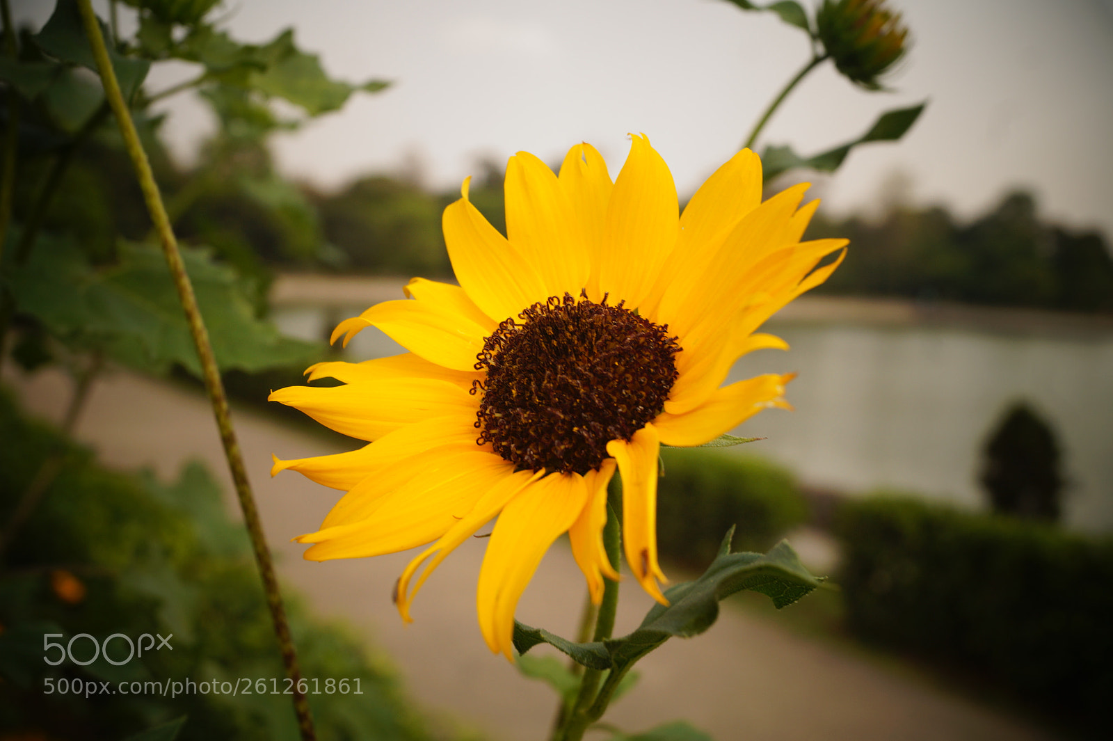 Sony SLT-A58 sample photo. Dsc photography