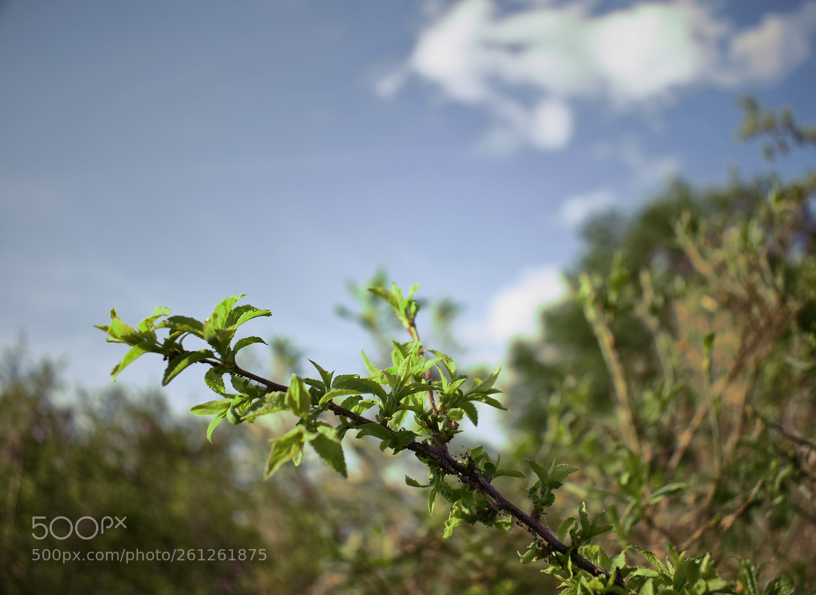 Nikon D5300 sample photo. Branch. photography