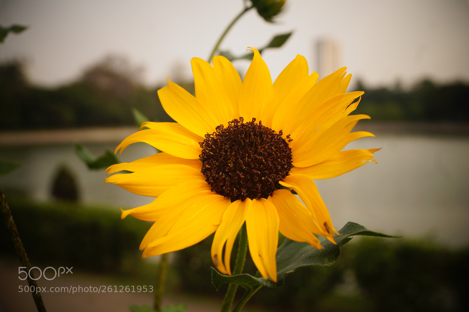 Sony SLT-A58 sample photo. Dsc photography