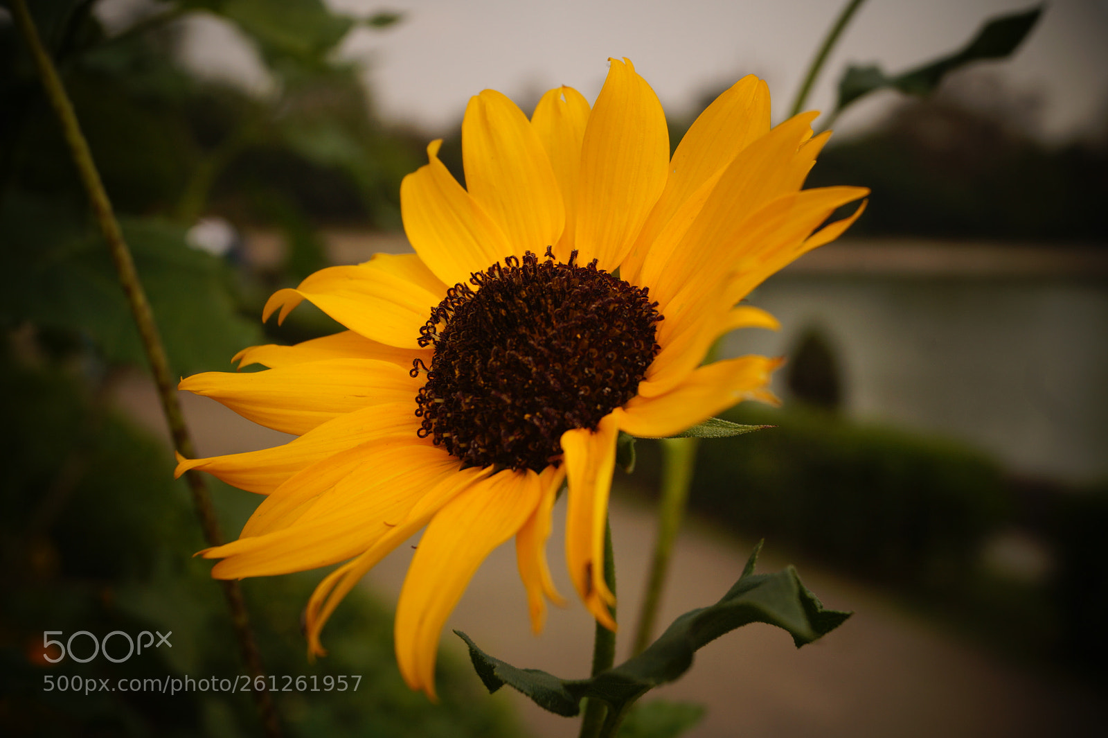 Sony SLT-A58 sample photo. Dsc photography