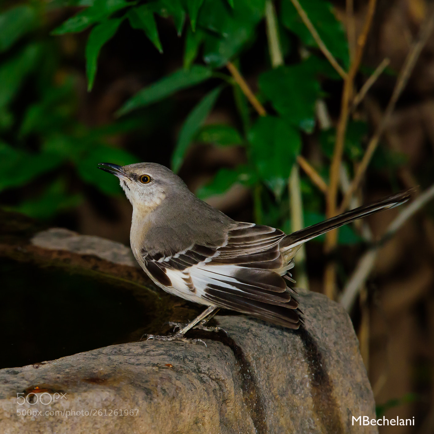 Nikon D810 sample photo. Mbs photography