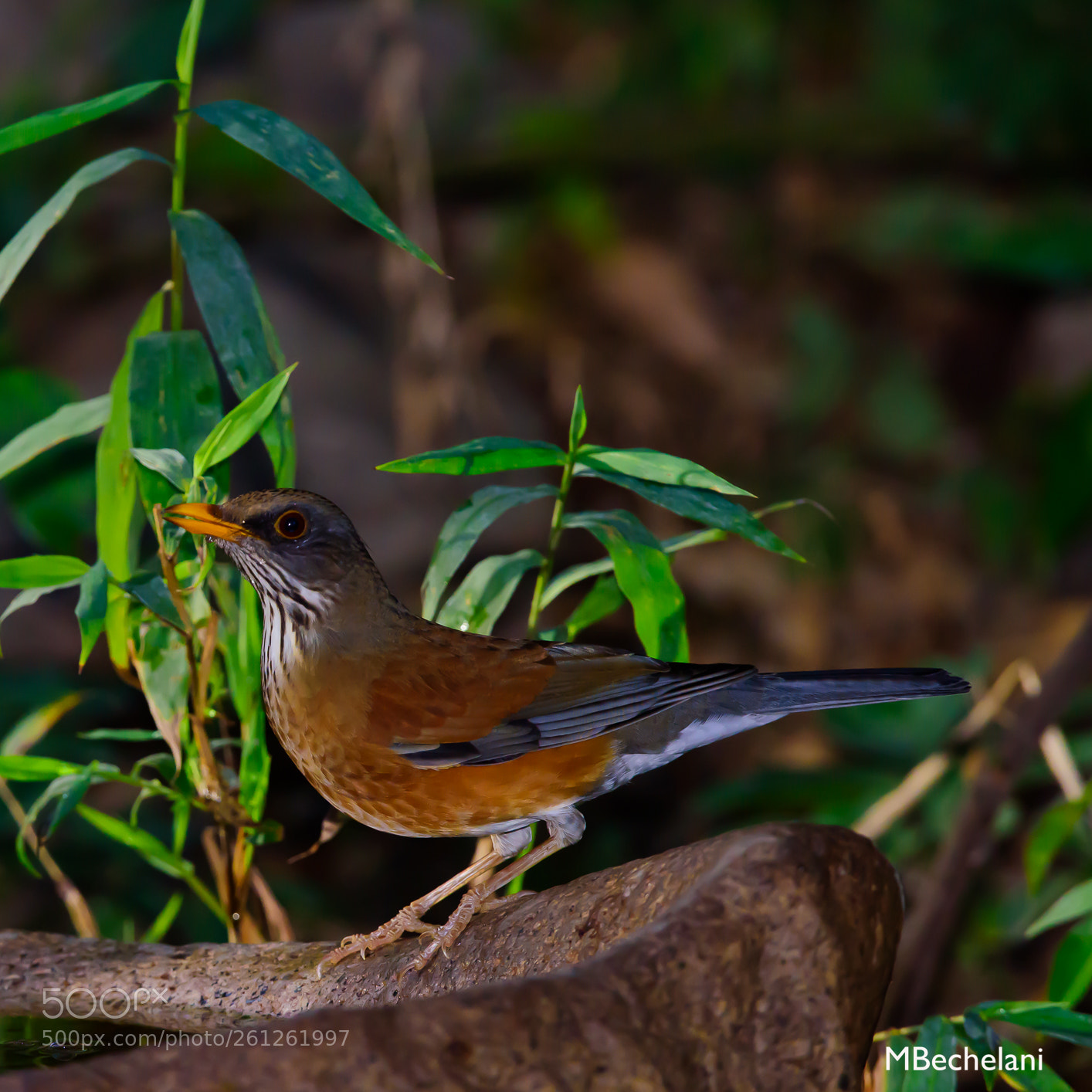 Nikon D810 sample photo. Mbs photography