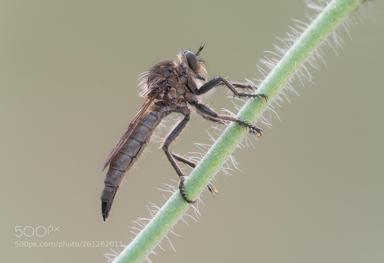 Nikon D750 sample photo. Robber fly photography