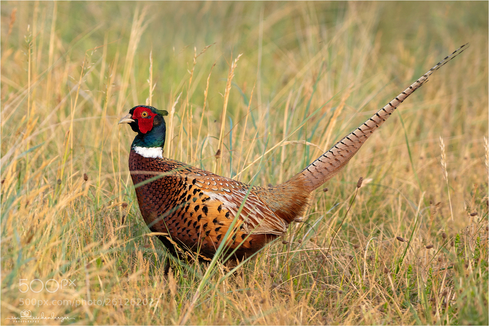 Nikon D850 sample photo. Pheasant photography