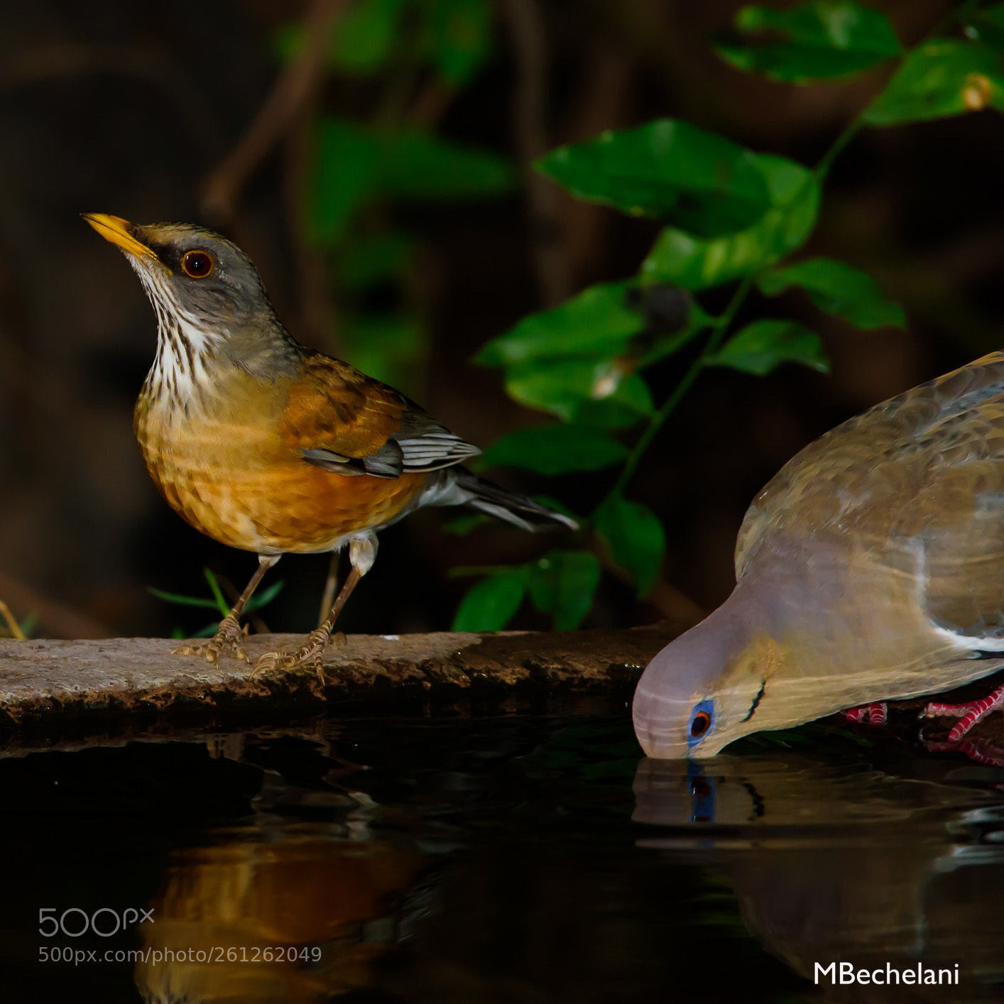 Nikon D810 sample photo. Mbs_4061-2.jpg photography