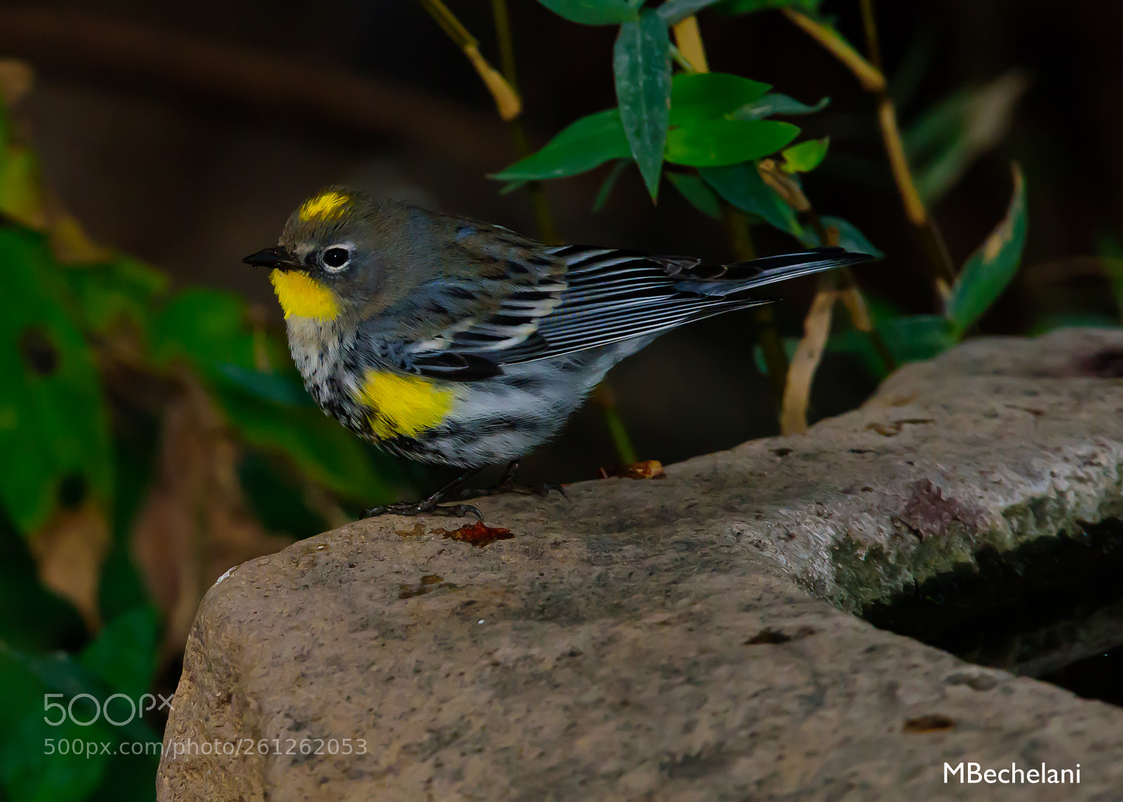 Nikon D810 sample photo. Mbs photography