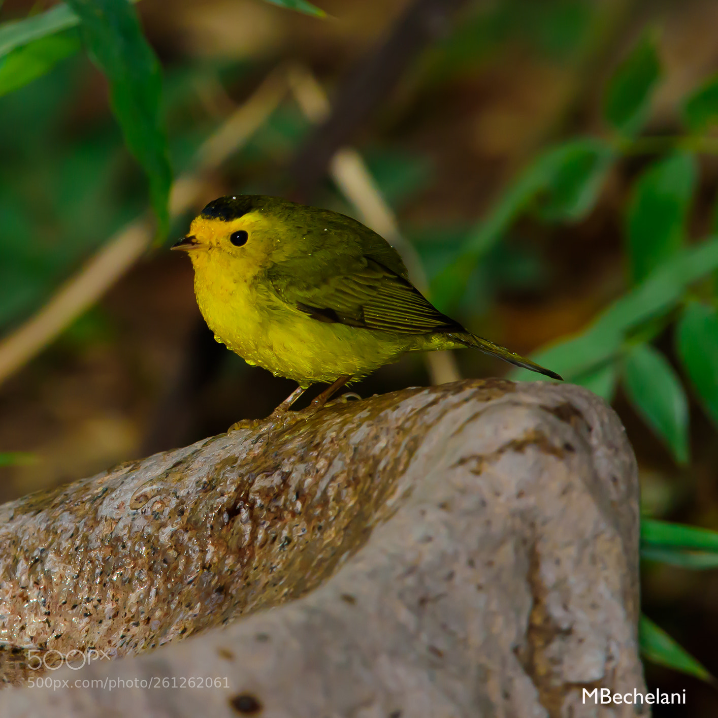 Nikon D810 sample photo. Mbs photography
