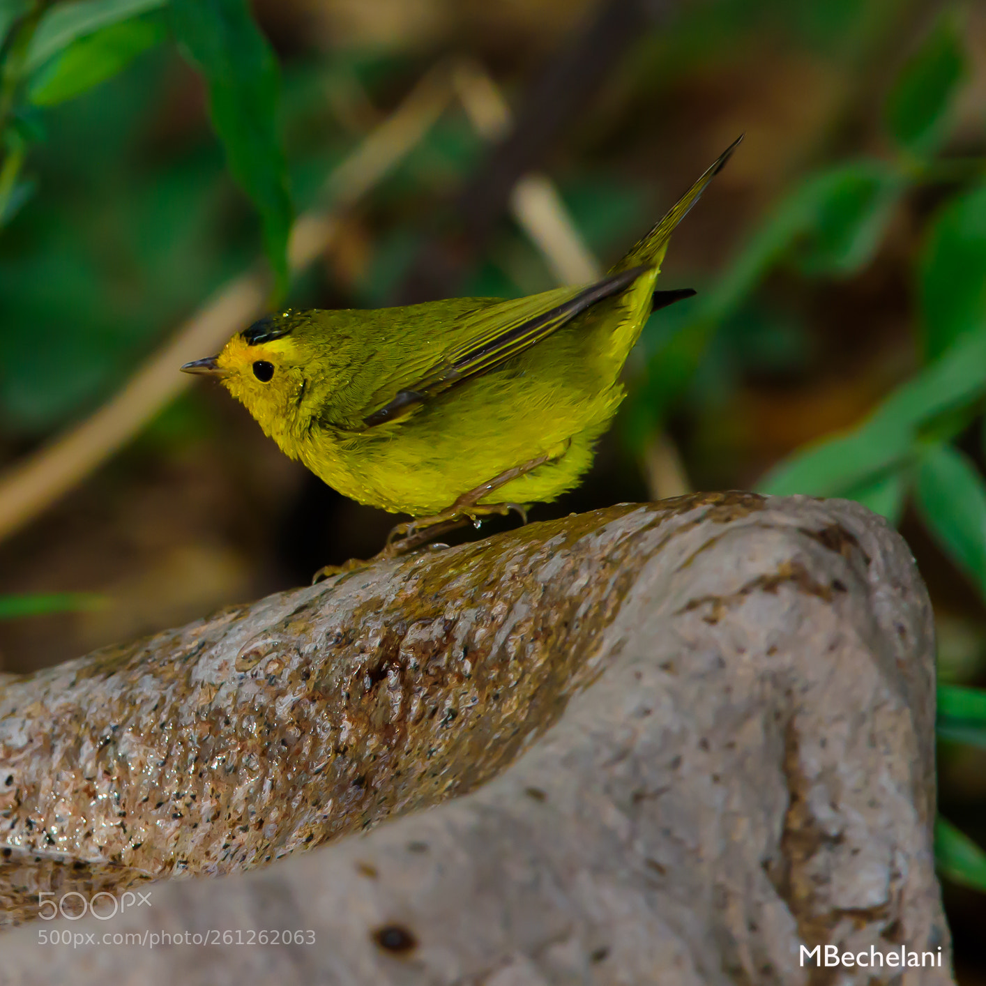 Nikon D810 sample photo. Mbs photography