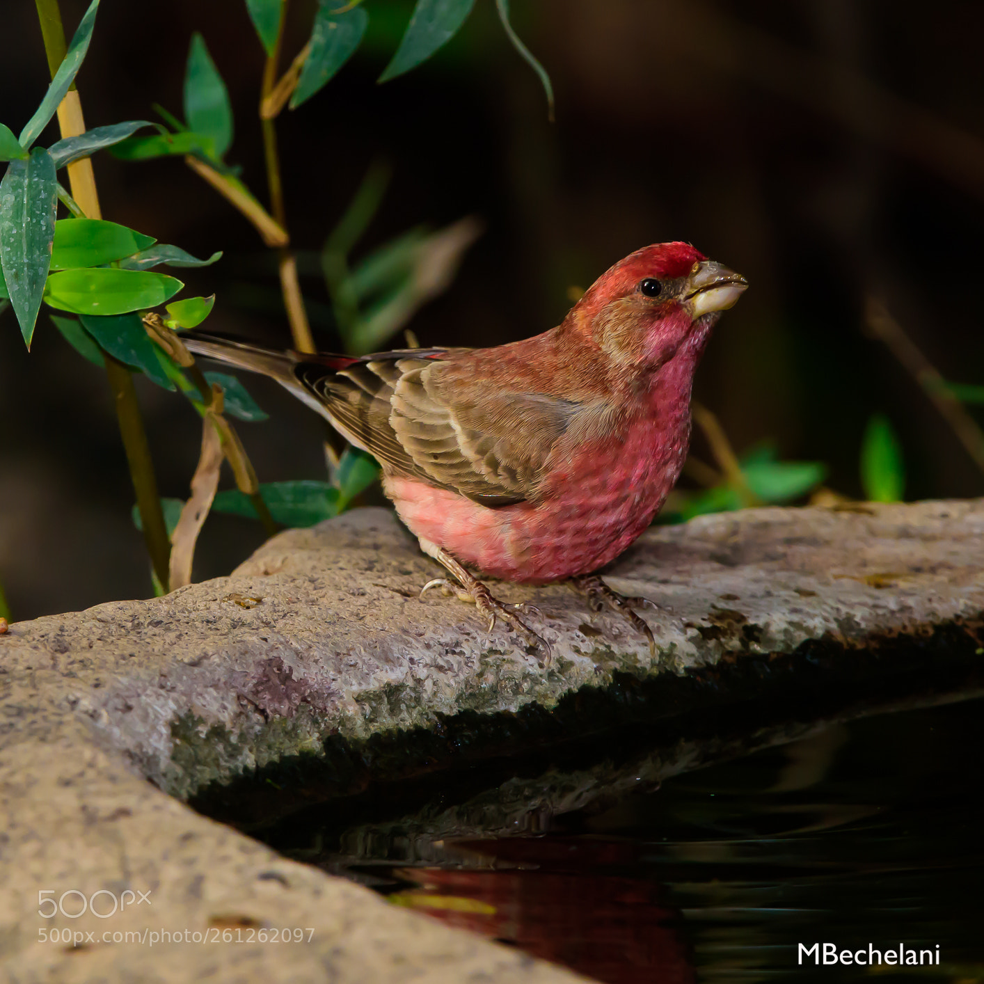 Nikon D810 sample photo. Mbs photography