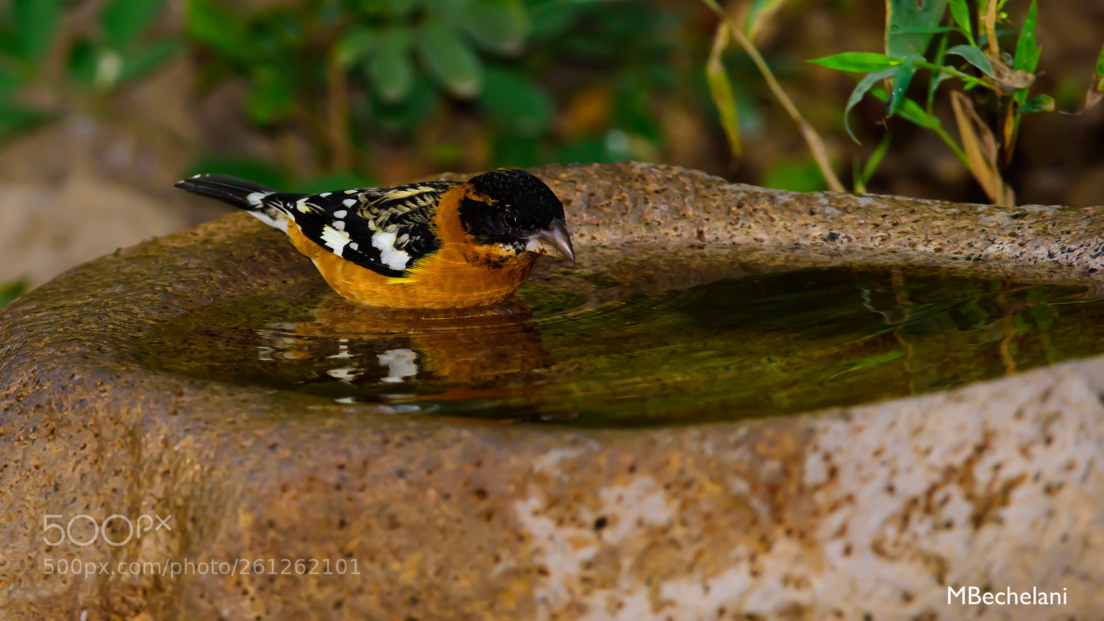 Nikon D810 sample photo. Mbs photography