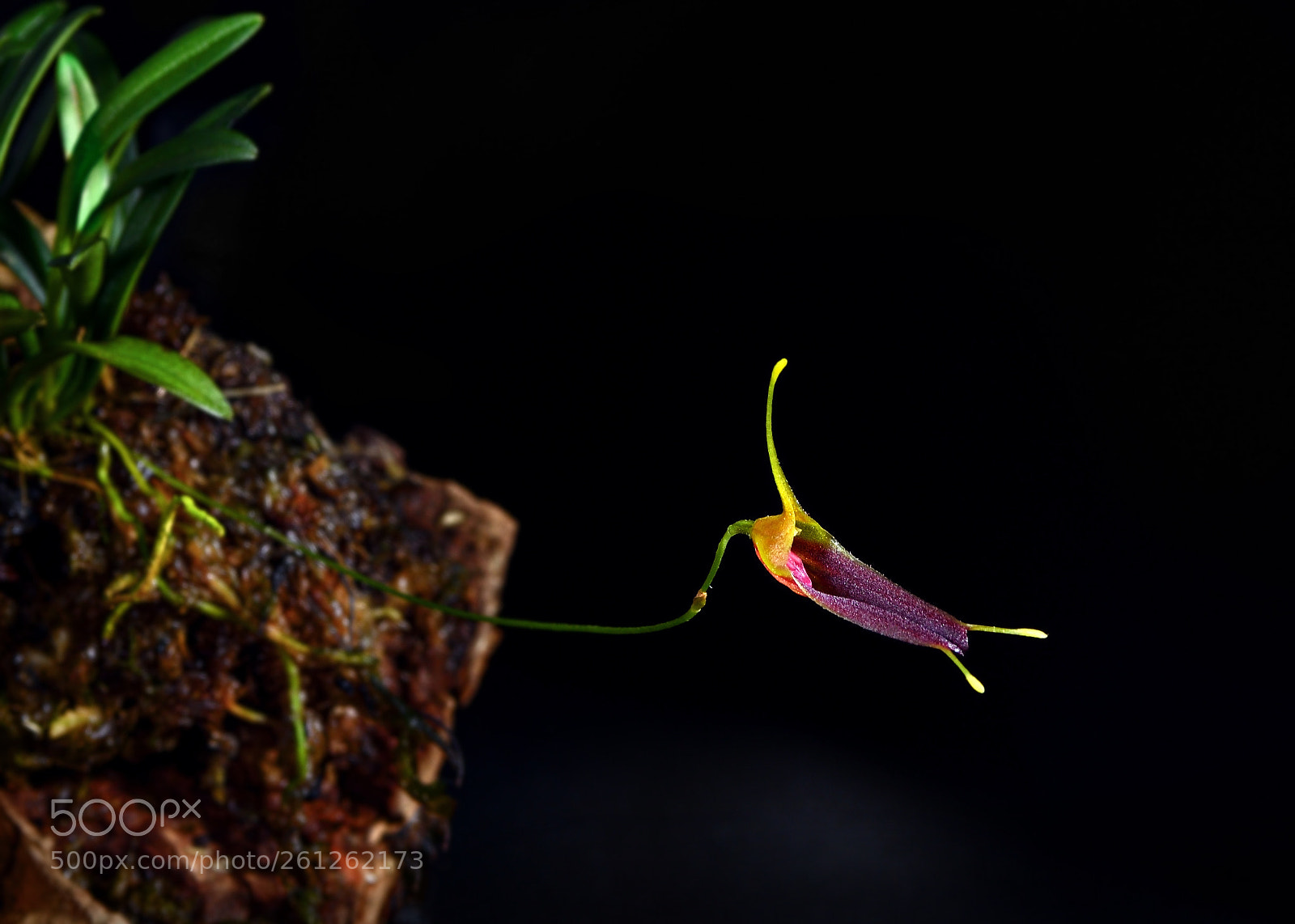 Nikon D810 sample photo. *** photography