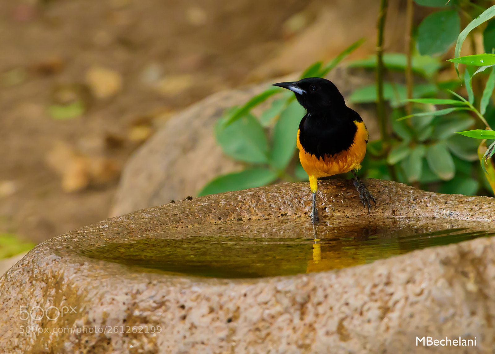 Nikon D810 sample photo. Mbs photography