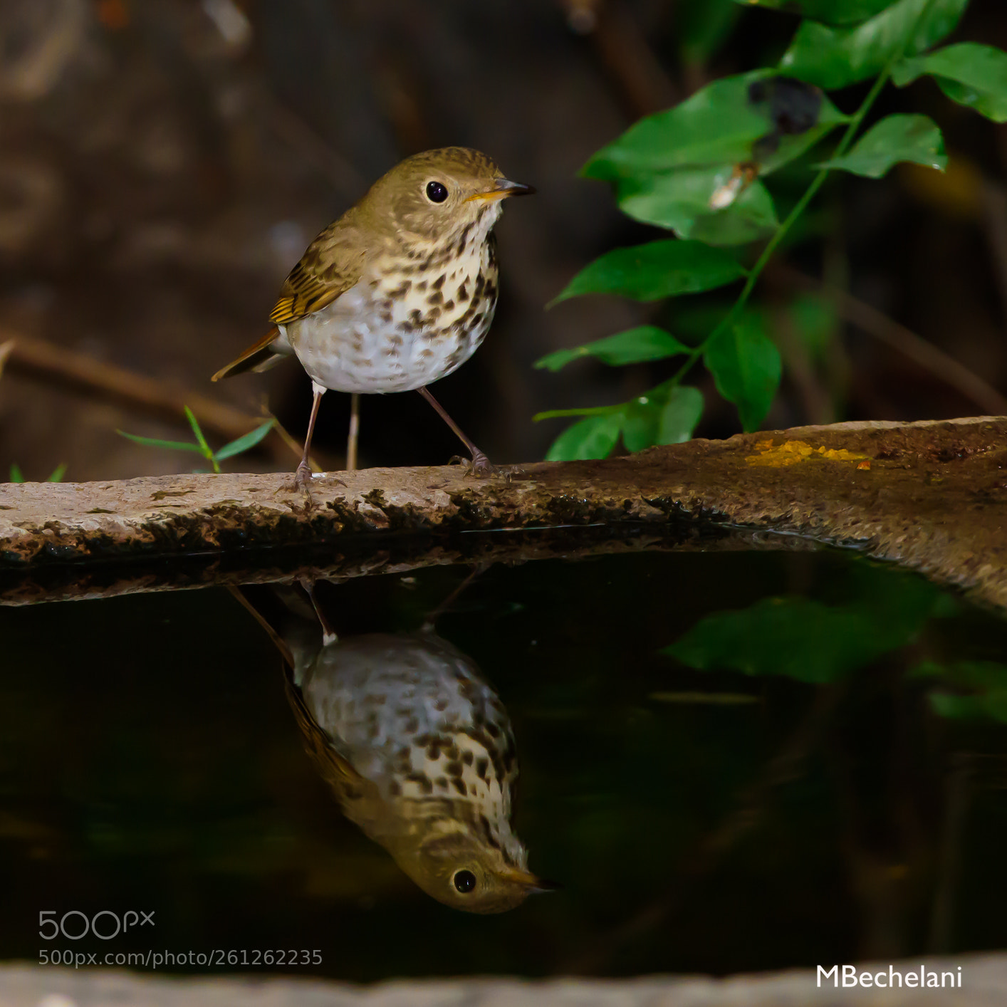 Nikon D810 sample photo. Mbs photography