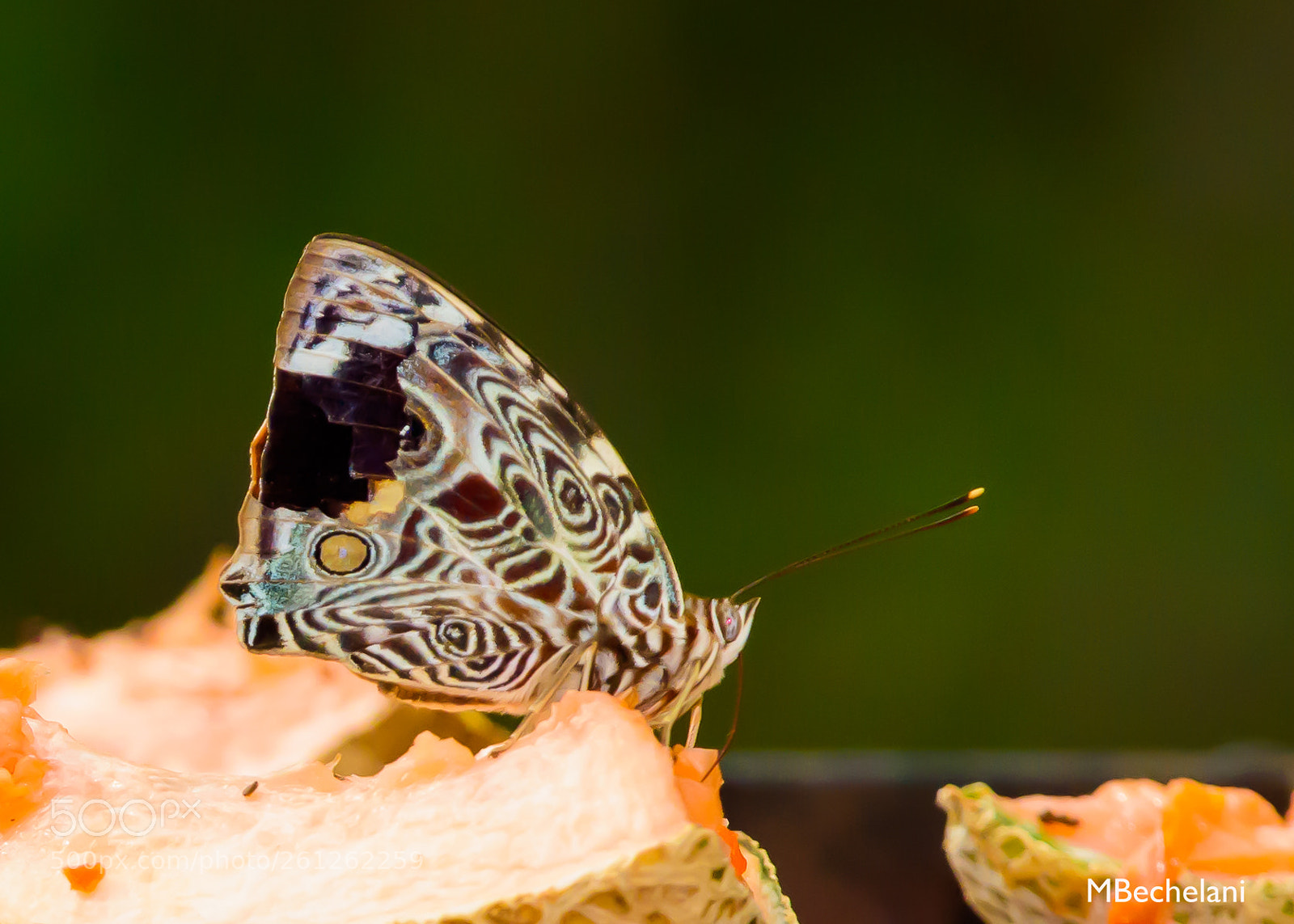 Nikon D810 sample photo. Mbs photography