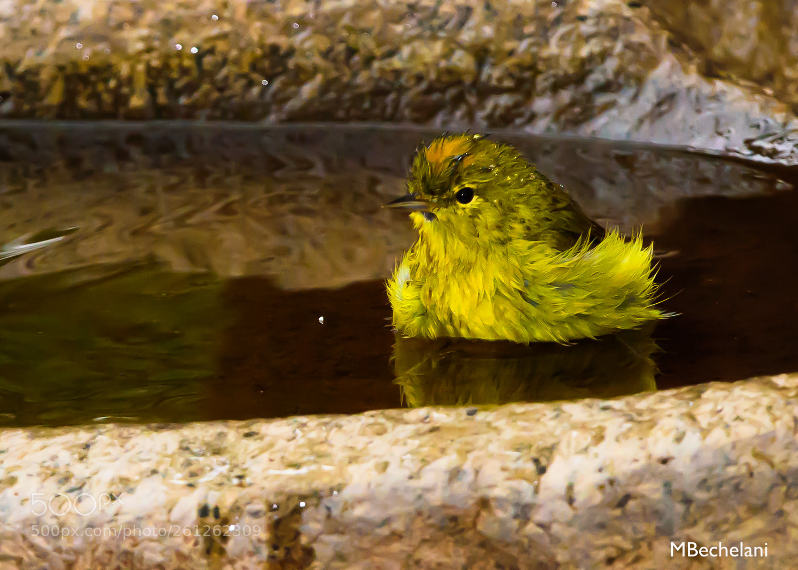 Nikon D810 sample photo. Mbs photography