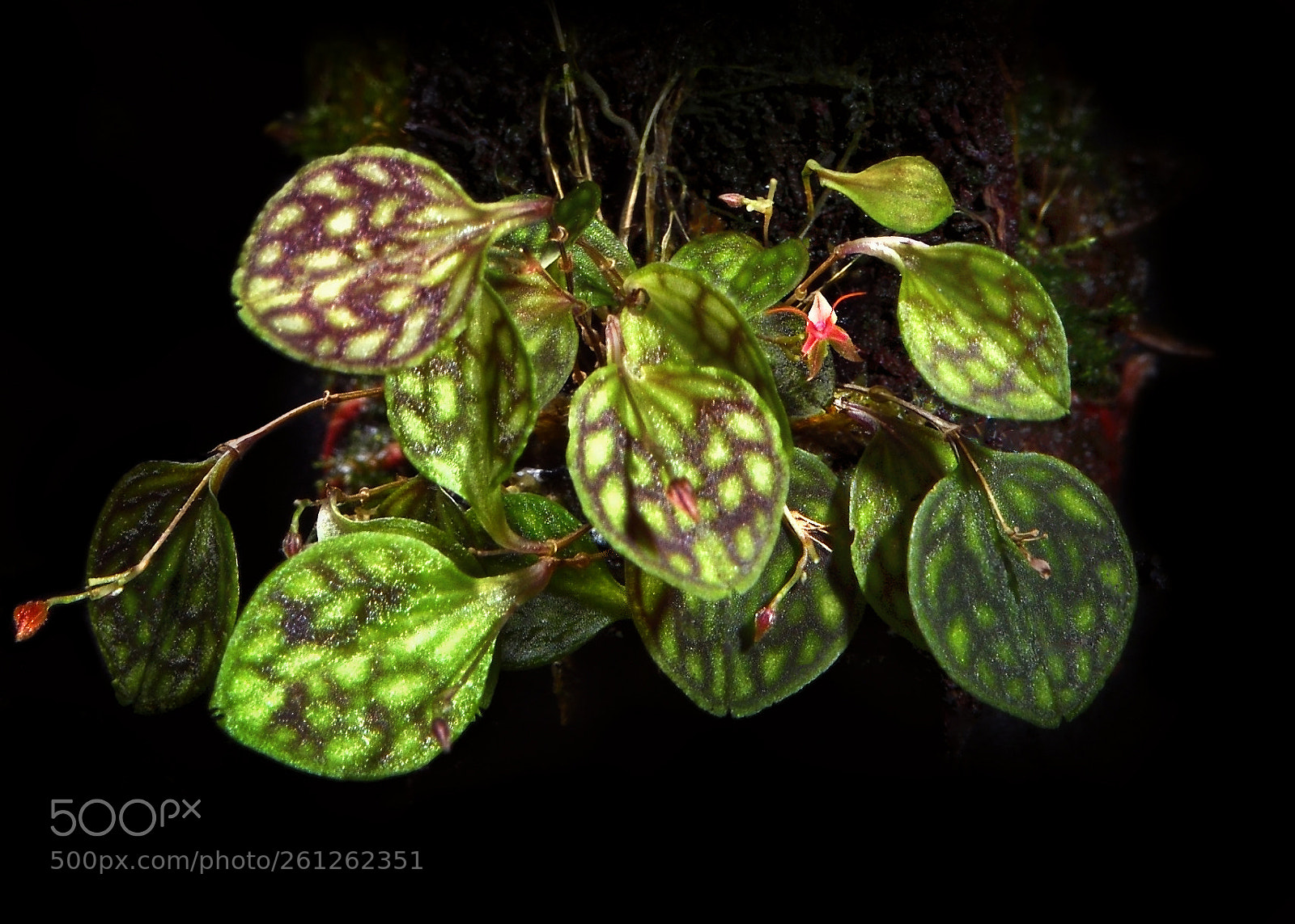 Nikon D810 sample photo. *** photography