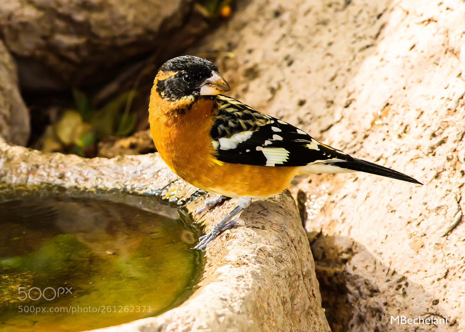 Nikon D810 sample photo. Mbs photography