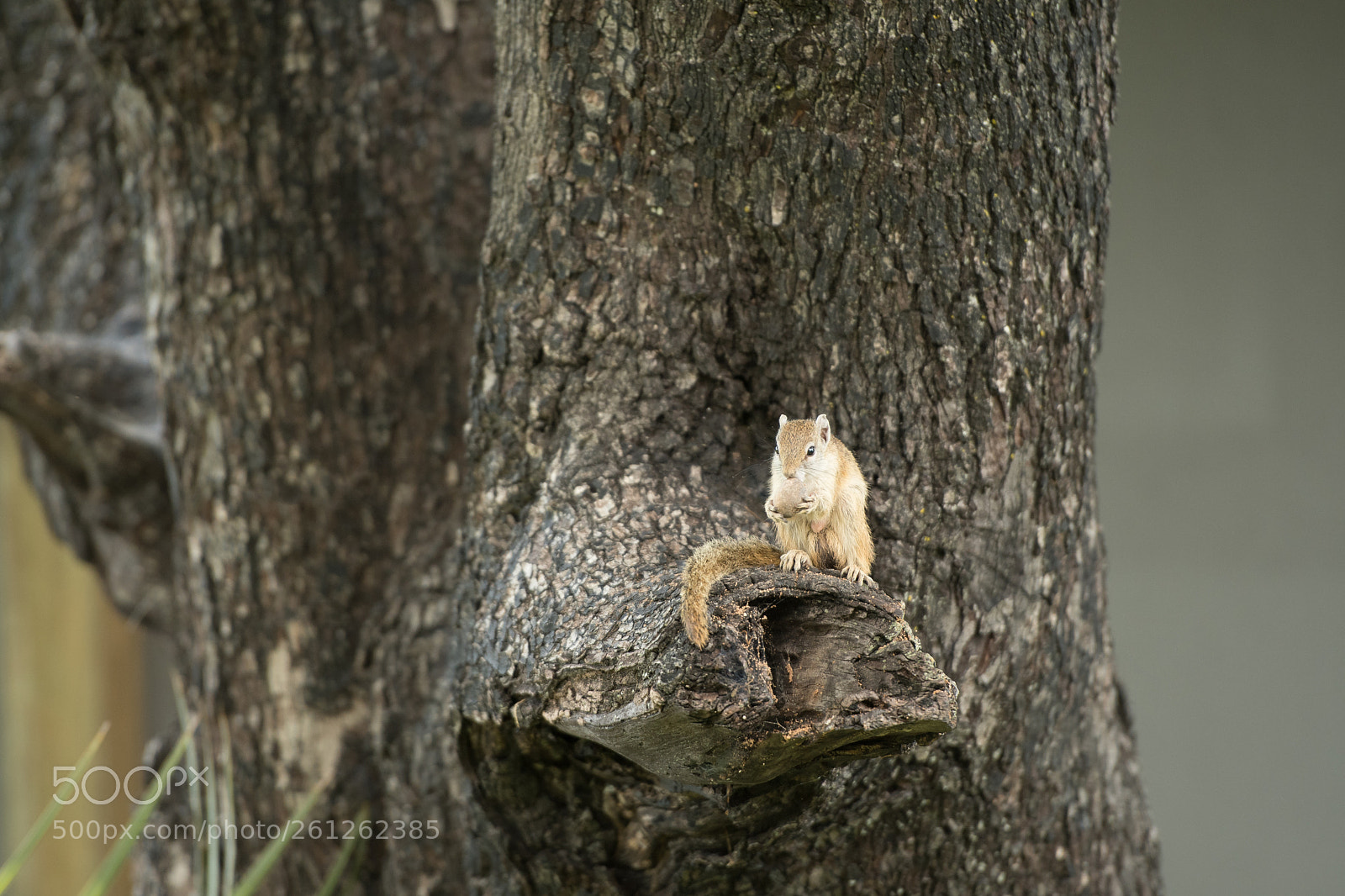 Nikon D500 sample photo. Squirel_nut.jpg photography