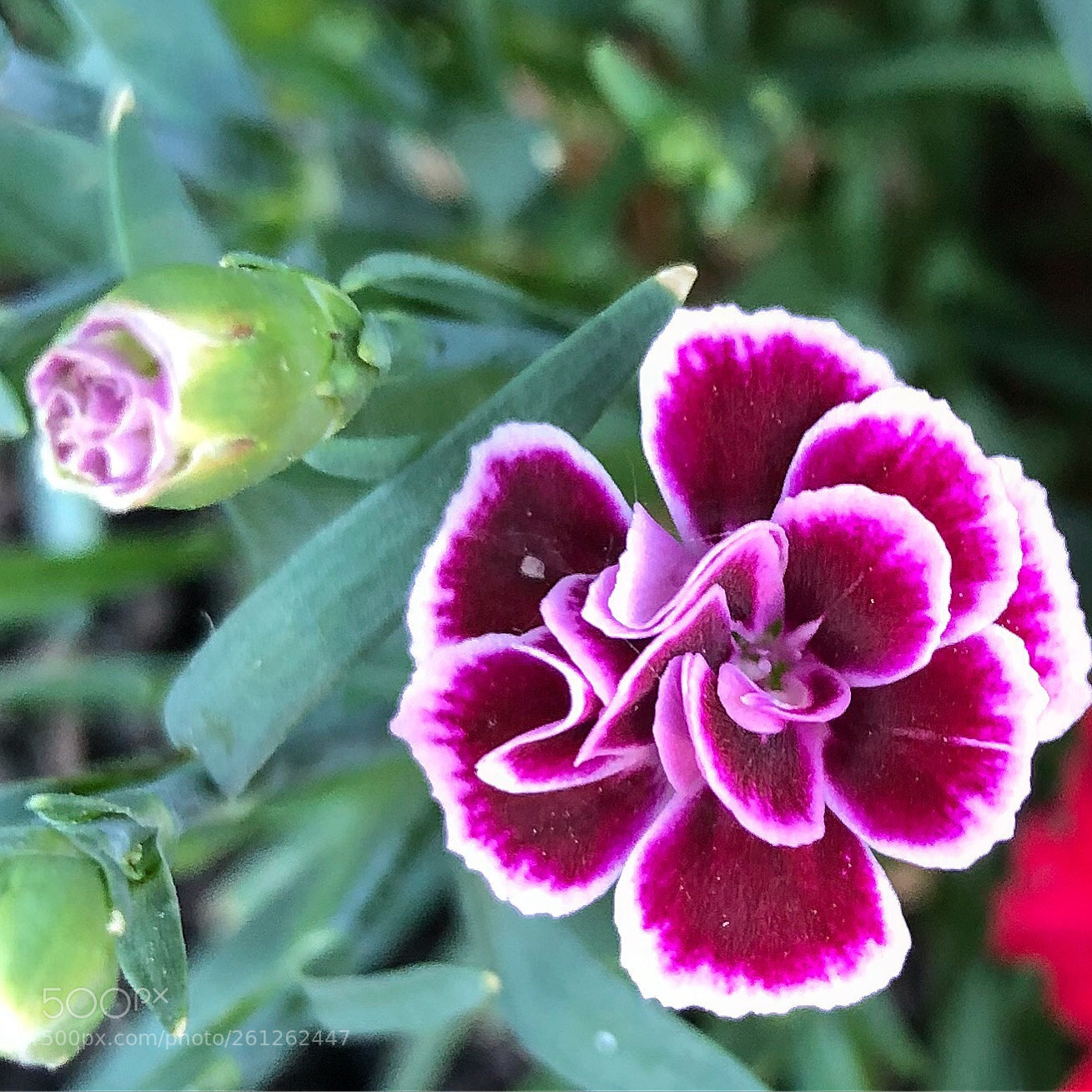 Apple iPhone 8 Plus sample photo. Lovely coloured flower photography