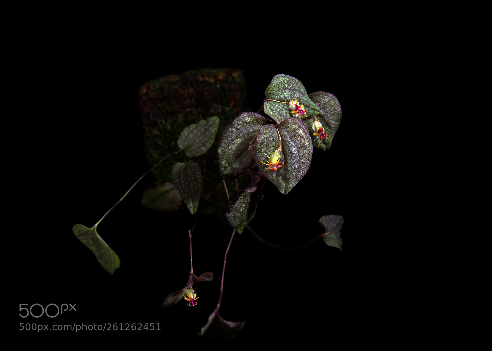 Nikon D810 sample photo. *** photography