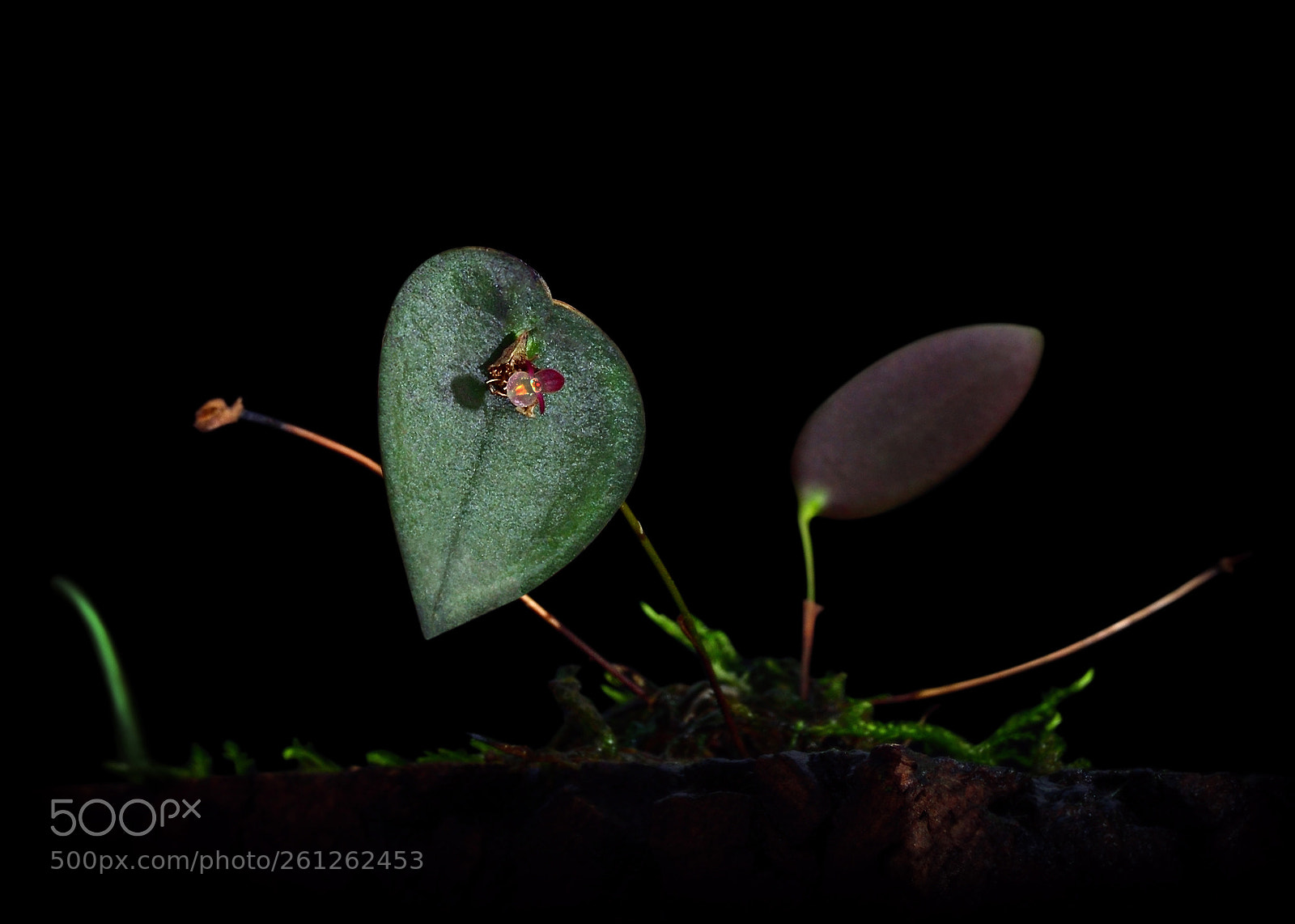 Nikon D810 sample photo. *** photography