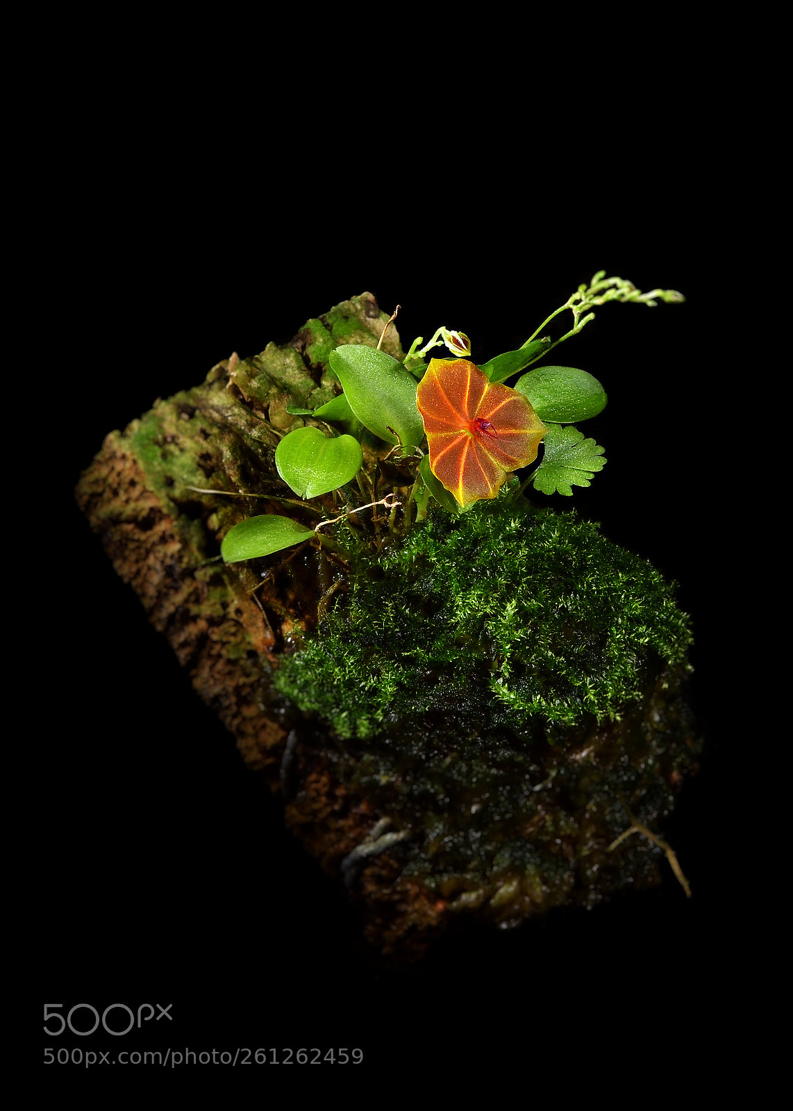 Nikon D810 sample photo. *** photography