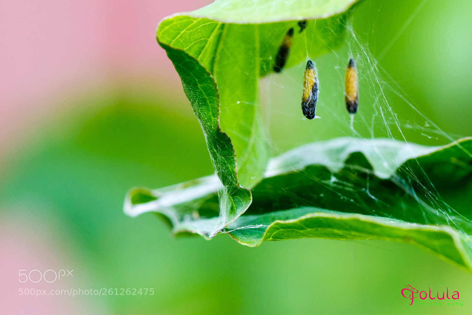 Canon EOS 7D sample photo. Gespinstmotten puppen photography