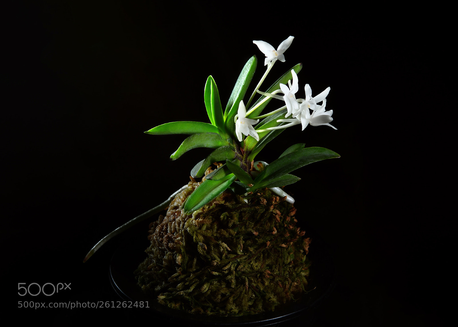 Nikon D810 sample photo. *** photography