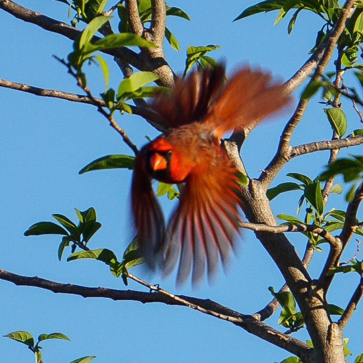 Sony a5100 sample photo. Charging cardinal  photography