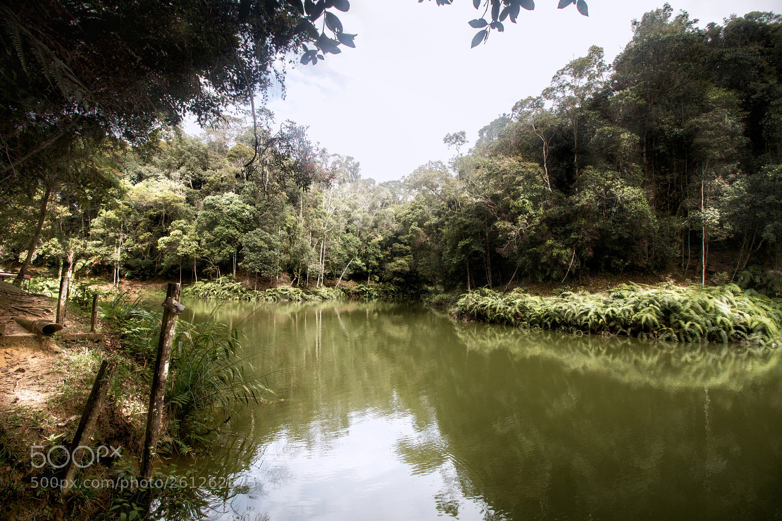 Canon EOS 77D (EOS 9000D / EOS 770D) sample photo. Pond in the forest  photography