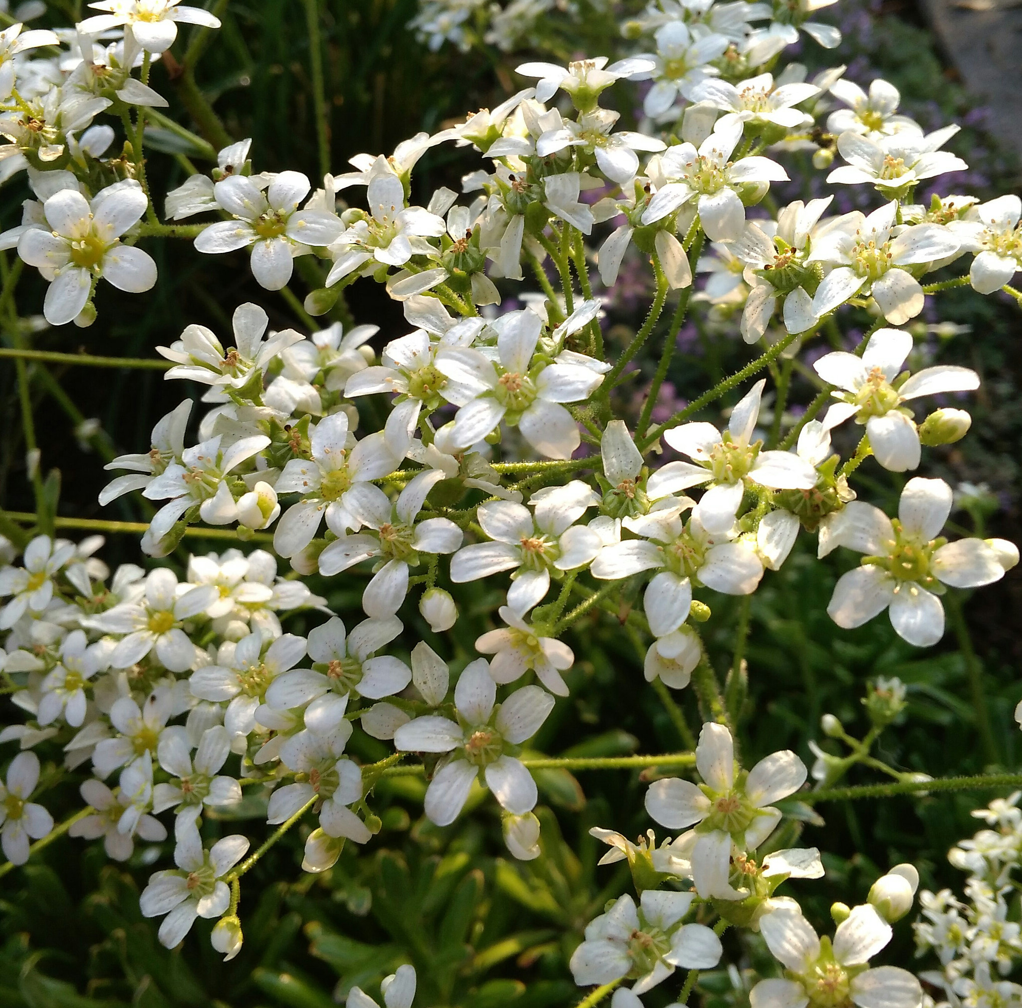 Xiaomi Redmi 4A sample photo
