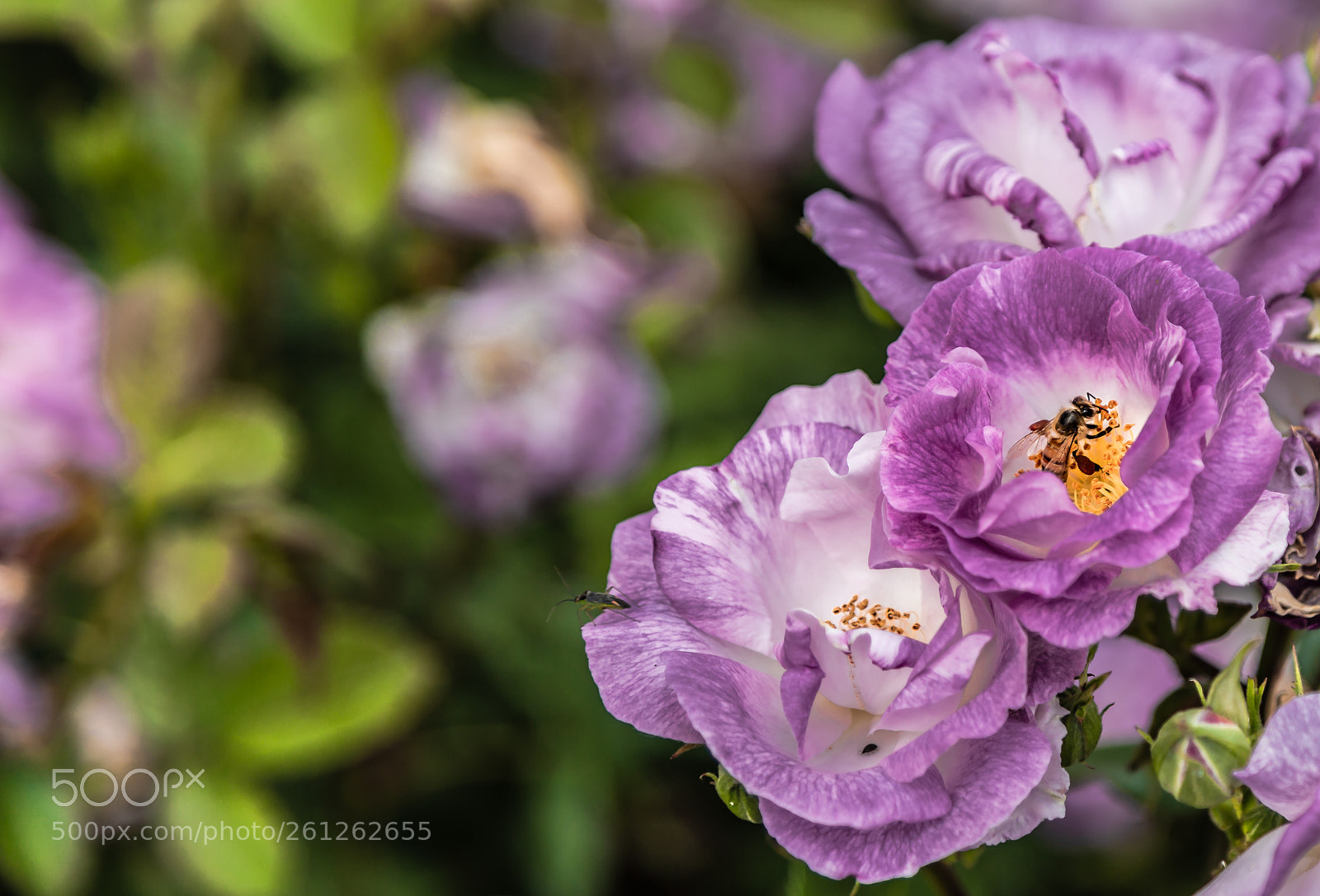 Canon EOS 6D sample photo. Bee having lunch photography