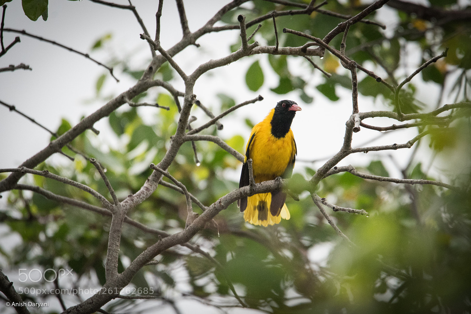Nikon D810 sample photo. Black hooded oriole photography