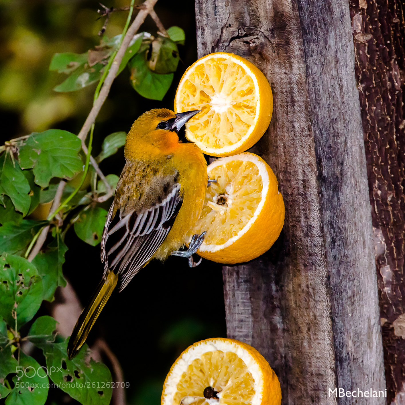 Nikon D810 sample photo. Mbs photography