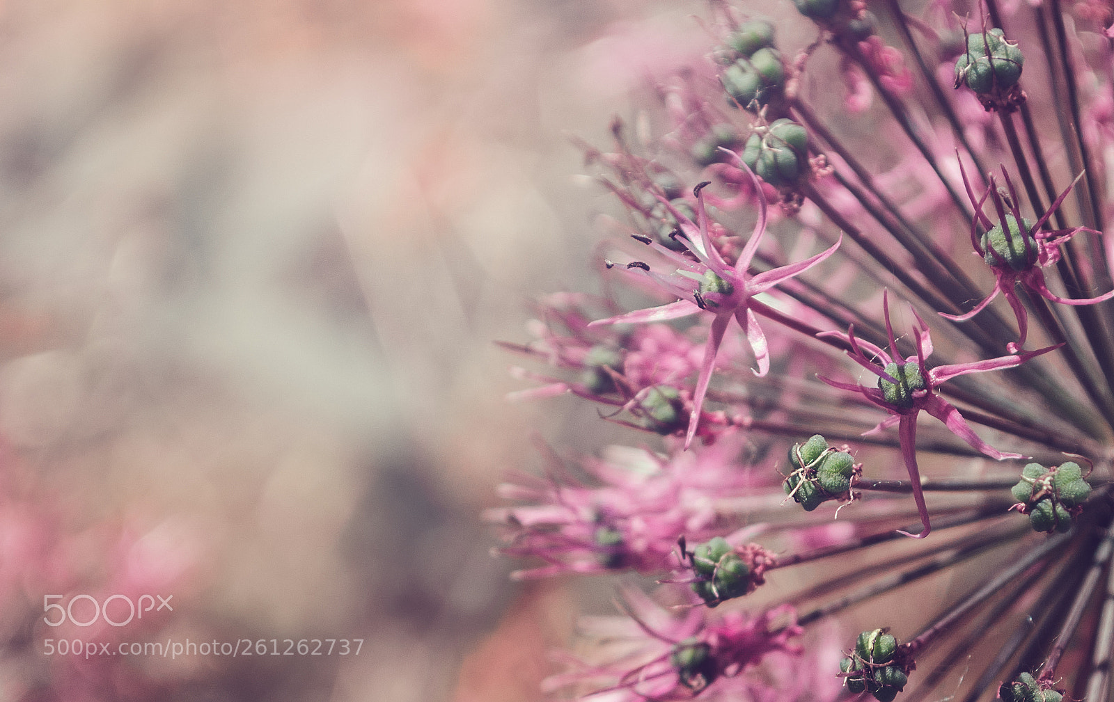 Nikon D5100 sample photo. Allium photography