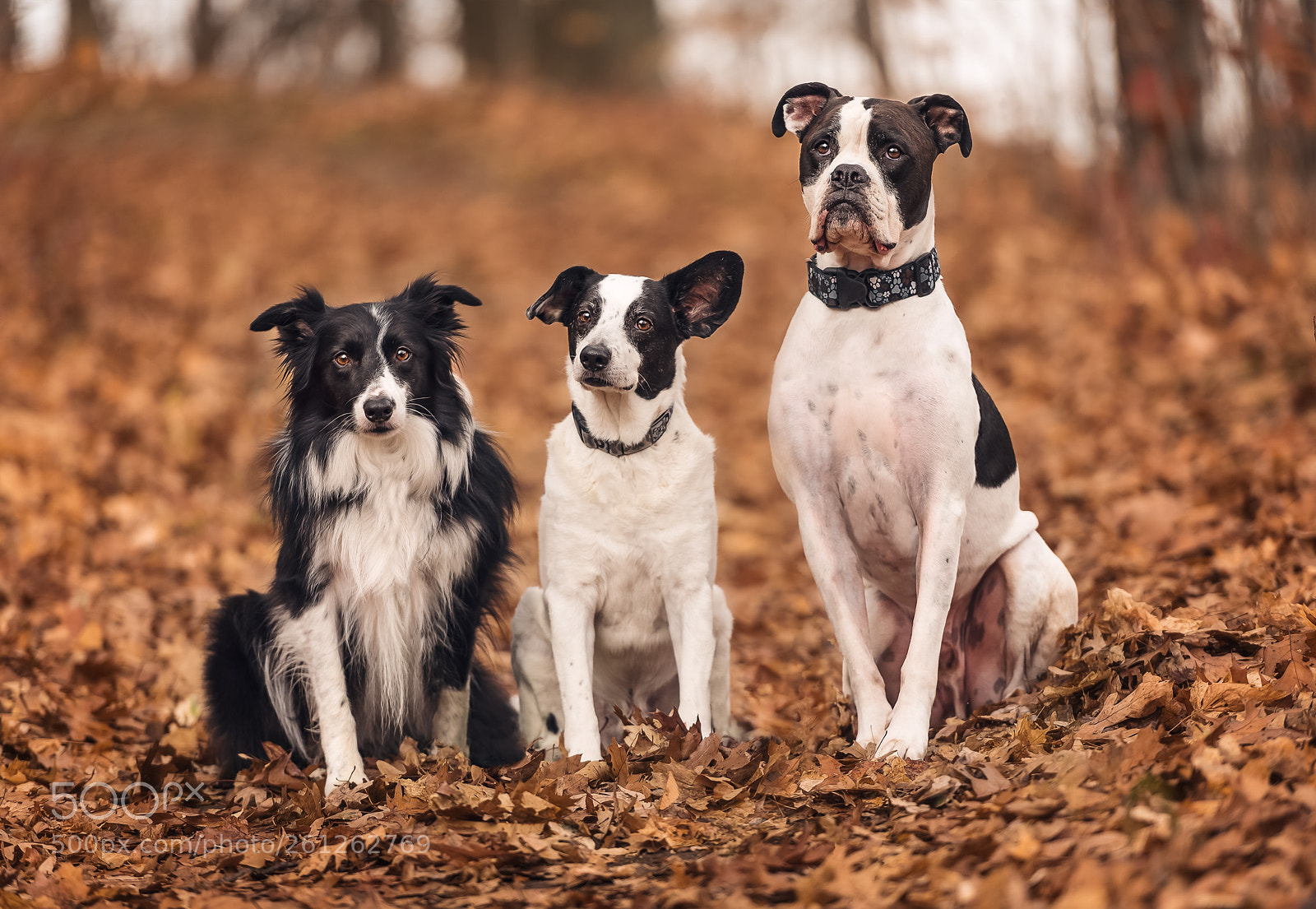 Nikon D750 sample photo. Brothers from another mother photography