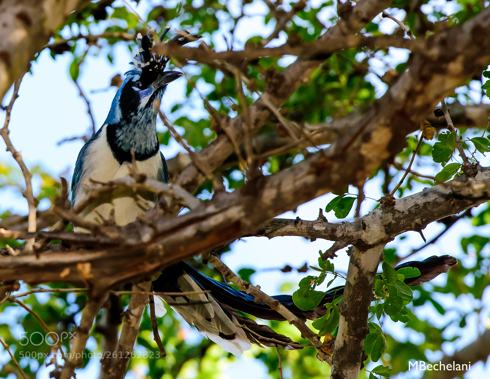 Nikon D810 sample photo. Mbs photography