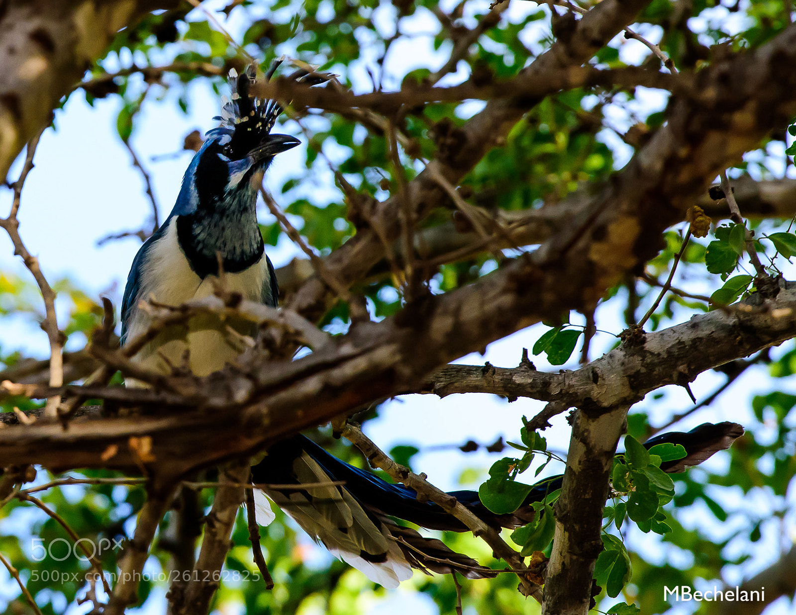 Nikon D810 sample photo. Mbs photography