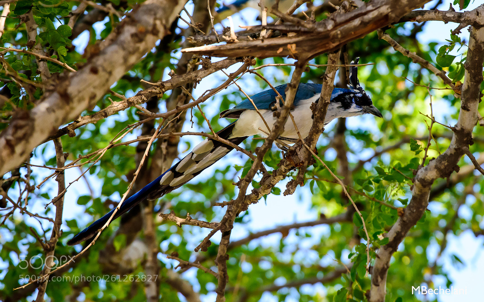 Nikon D810 sample photo. Mbs photography