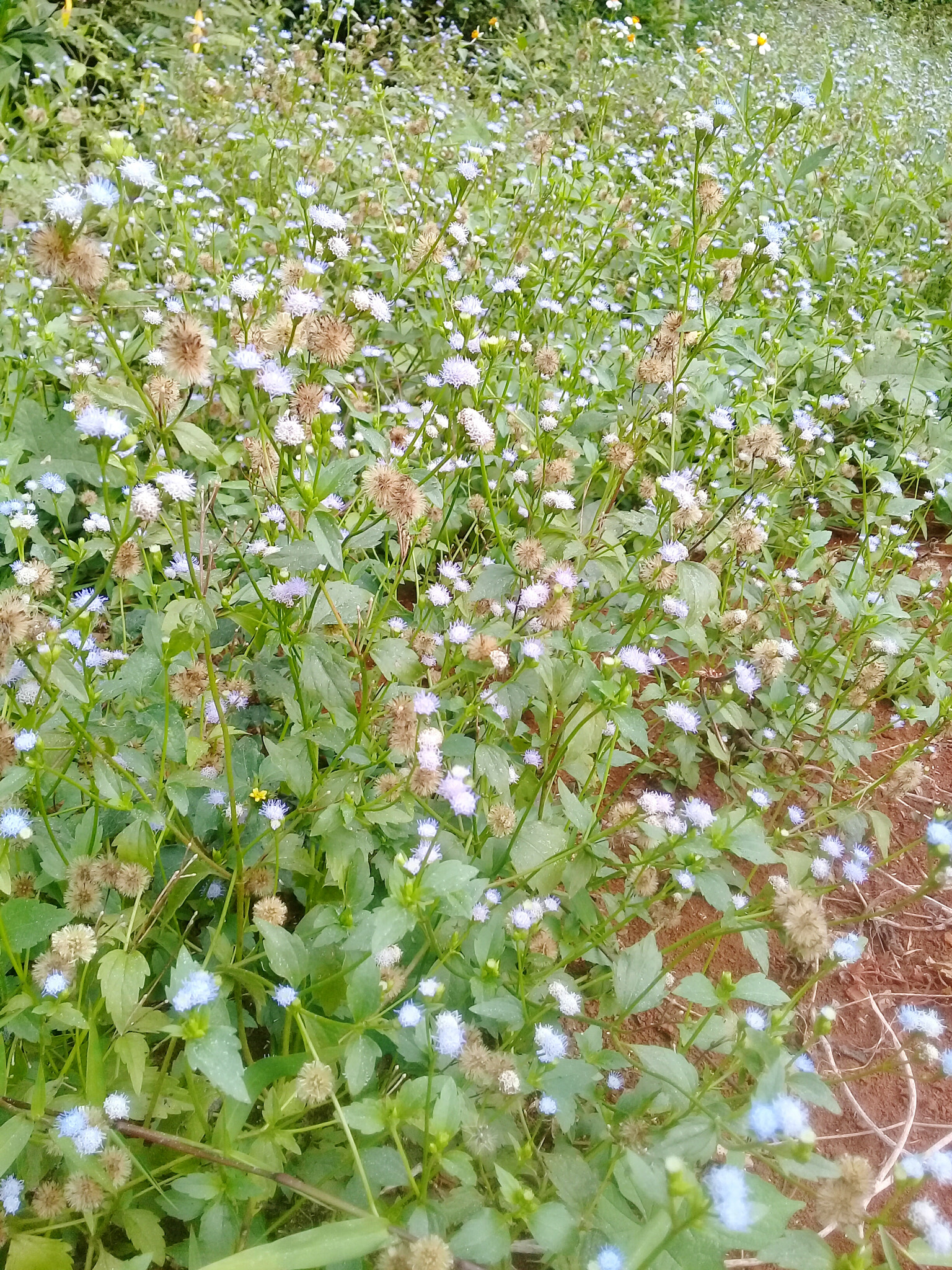 Samsung Galaxy J2 Prime sample photo. Goatweed/bandotan photography
