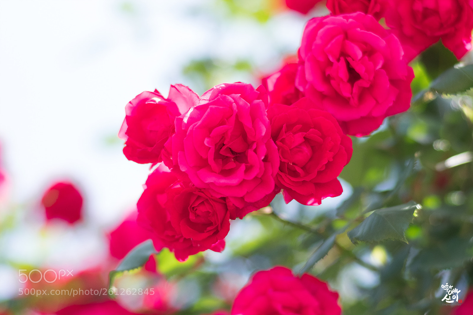 Fujifilm X-T2 sample photo. Rose photography