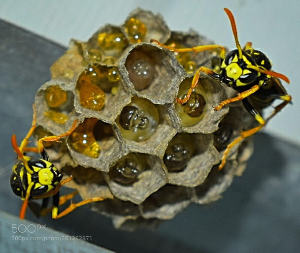 Nikon D5300 sample photo. Entdeckt beim spaziergang! photography