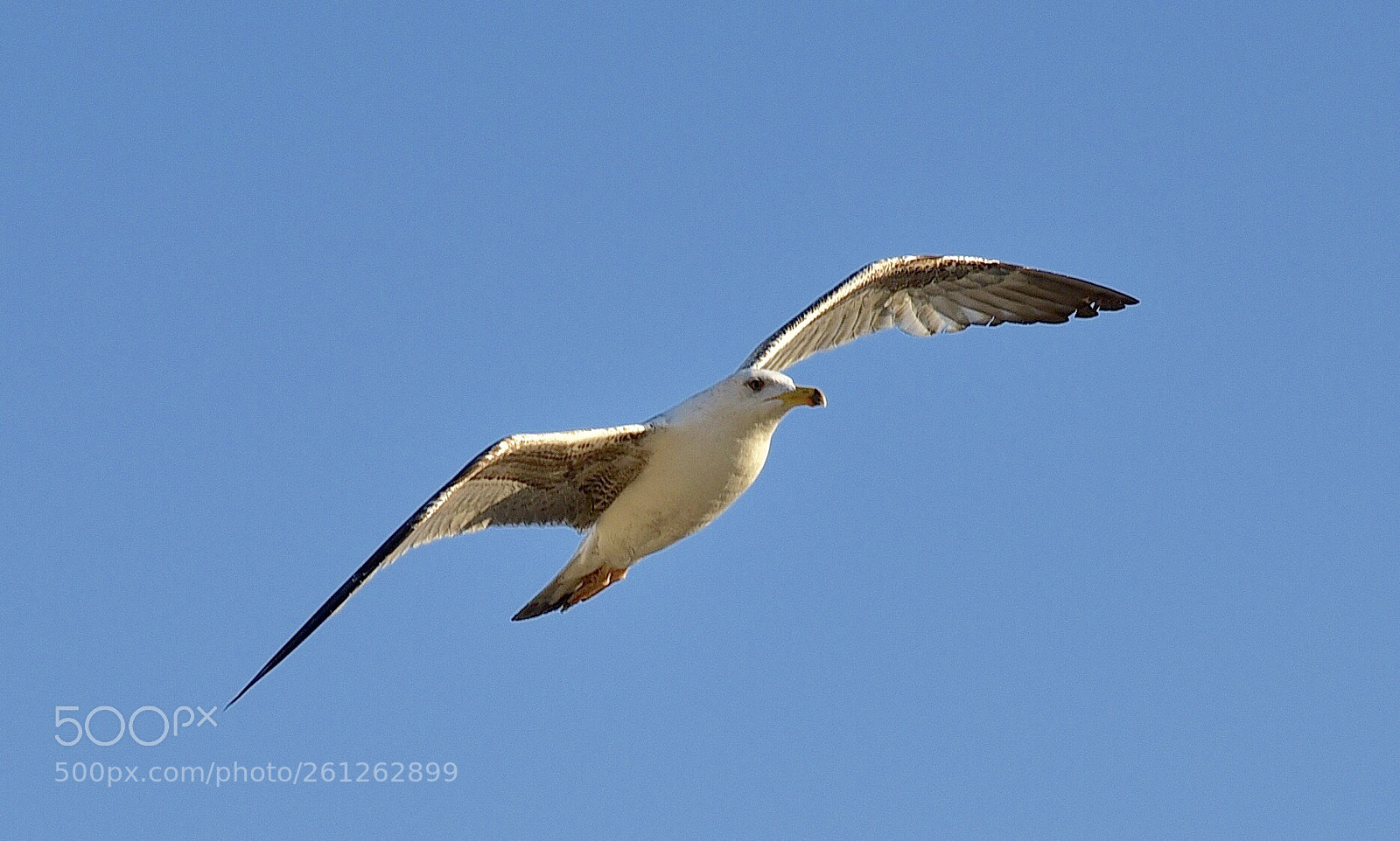 Nikon D750 sample photo. Seagull photography