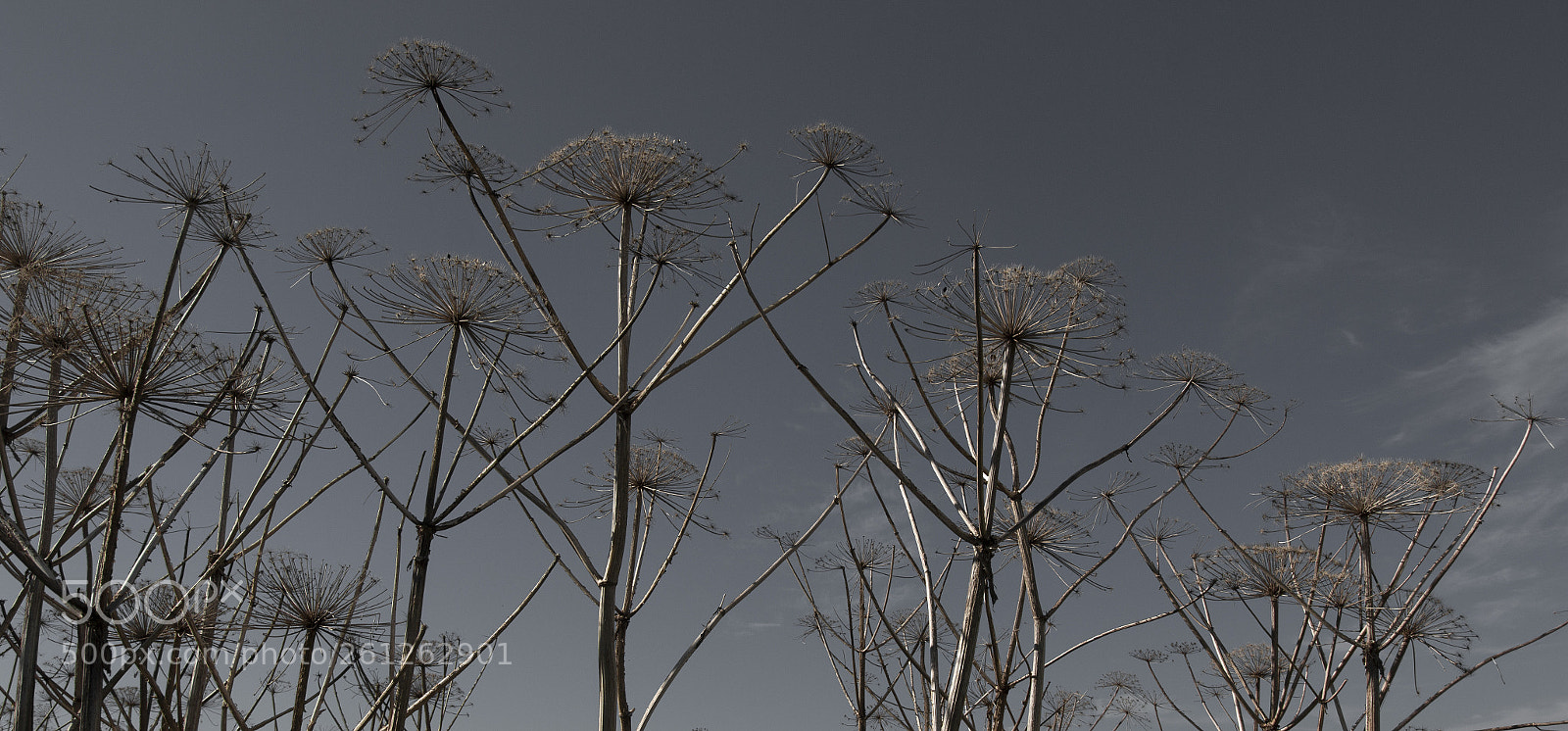 Canon EOS 70D sample photo. Umbrellas photography