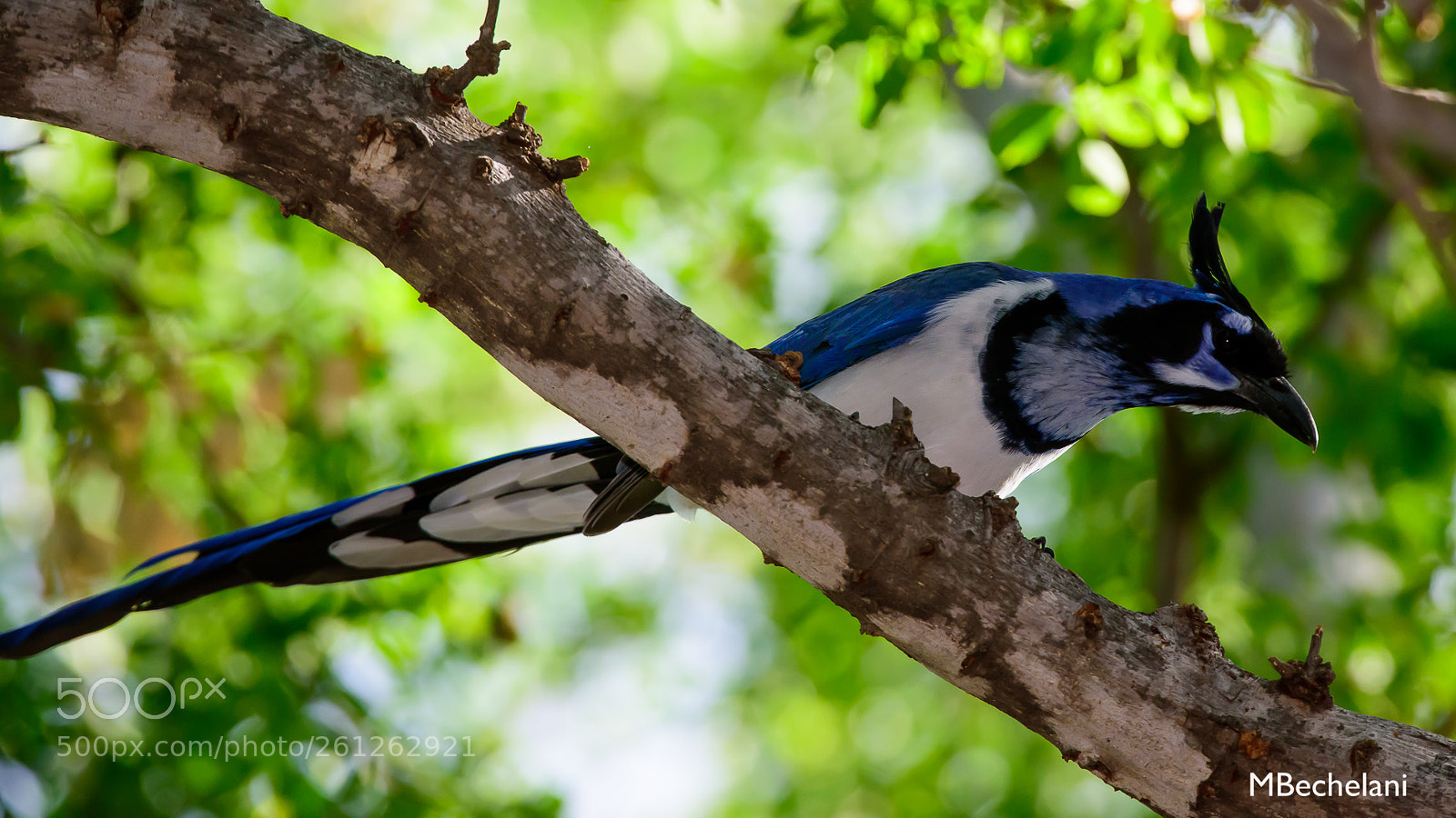 Nikon D810 sample photo. Mbs photography
